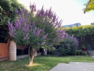 – Chaste Tree – Chasteberry – Monk’s Pepper – Abraham’s Balm – Vitex agnus-castusمن أسمائها المتداولة: كف مريم – شجرة كف مريم – فيتكس – شجرة العفة – شجرة راهب الفلفل – شجرة الفلفل