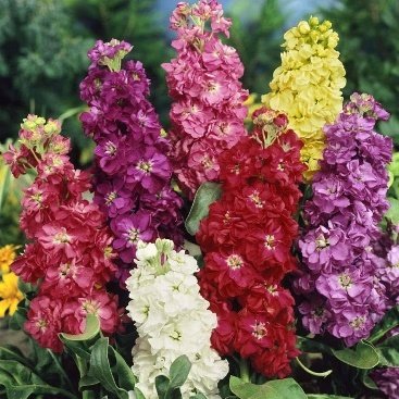 الاسم العلمي: Matthiola incana (L.) W.T.Aiton من أسمائها المتداولة: منثور – منثور مكس ألوان – منثور بلدي – منثور شتوي – المنثور الليلي – Stock – Garden Stock – Hoary Stock – Brompton Stock – Matthiola incana