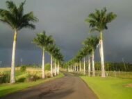: النخيل الملكي، النخيل الملكي الكوبي، النخيل الملكي الإسباني، Cuban Royal Palm، Royal Palm