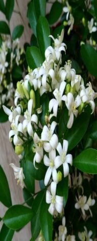 – Orange Jasmine – Orange Jessamine – Mock Orange – Chinese Box – Murraya paniculataمن أسمائها المتداولة: ياسمين الموريا – الموريا – الياسمين البرتقالي – الياسمين الصيني – الموريا العطرية