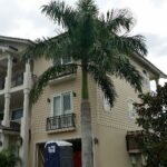 : النخيل الملكي، النخيل الملكي الكوبي، النخيل الملكي الإسباني، Cuban Royal Palm، Royal Palm