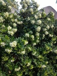 – Orange Jasmine – Orange Jessamine – Mock Orange – Chinese Box – Murraya paniculataمن أسمائها المتداولة: ياسمين الموريا – الموريا – الياسمين البرتقالي – الياسمين الصيني – الموريا العطرية