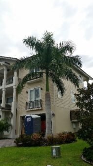 : النخيل الملكي، النخيل الملكي الكوبي، النخيل الملكي الإسباني، Cuban Royal Palm، Royal Palm