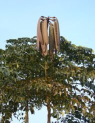 – Indian Trumpet Tree – Broken Bones Tree – Indian Broken Bone Tree – Midnight Horror – Oroxylum indicumمن أسمائها المتداولة: الأروكسوليم – أروكسوليم هندي – شجرة البوق الهندية – شجرة المظلة – شجرة العظم المكسور