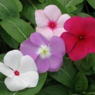 الاسم العلمي: Vinca spp من أسمائها المتداولة: الوينكا – البفتة – فينكا – الدفلى القزمية – Vinca – Periwinkle – Myrtle – Common Periwinkle