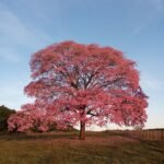 – Pink Tabebuia – Pink Trumpet Tree – Rosy Trumpet Tree – Roble – Tabebuia roseaمن أسمائها المتداولة: تابوبيا وردي – تابوبيا وردية – شجرة الأجراس الوردية – شجرة البوق الوردي