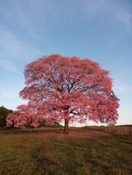 – Pink Tabebuia – Pink Trumpet Tree – Rosy Trumpet Tree – Roble – Tabebuia roseaمن أسمائها المتداولة: تابوبيا وردي – تابوبيا وردية – شجرة الأجراس الوردية – شجرة البوق الوردي