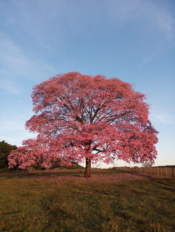 – Pink Tabebuia – Pink Trumpet Tree – Rosy Trumpet Tree – Roble – Tabebuia roseaمن أسمائها المتداولة: تابوبيا وردي – تابوبيا وردية – شجرة الأجراس الوردية – شجرة البوق الوردي
