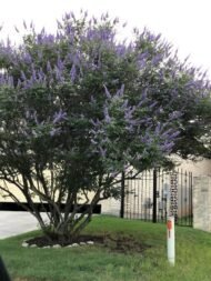 – Chaste Tree – Chasteberry – Monk’s Pepper – Abraham’s Balm – Vitex agnus-castusمن أسمائها المتداولة: كف مريم – شجرة كف مريم – فيتكس – شجرة العفة – شجرة راهب الفلفل – شجرة الفلفل