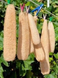 – Sponge Gourd – Vegetable Sponge – Smooth Luffa – Egyptian Luffa – Luffa cylindricaمن أسمائها المتداولة: اللوف – لوفة – ليف الحمام – الليف الإسفنجي – الليف النباتي – الخيار الإسفنجي