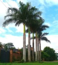 : النخيل الملكي، النخيل الملكي الكوبي، النخيل الملكي الإسباني، Cuban Royal Palm، Royal Palm