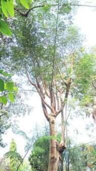 – African Moringa – Cabbage Tree – Moringa stenopetalaمن أسمائها المتداولة : المورينجا البيضاء – مورينجا بيضاء – المورينجا الأفريقية – المورينجا الكينية – شجرة المورينجا