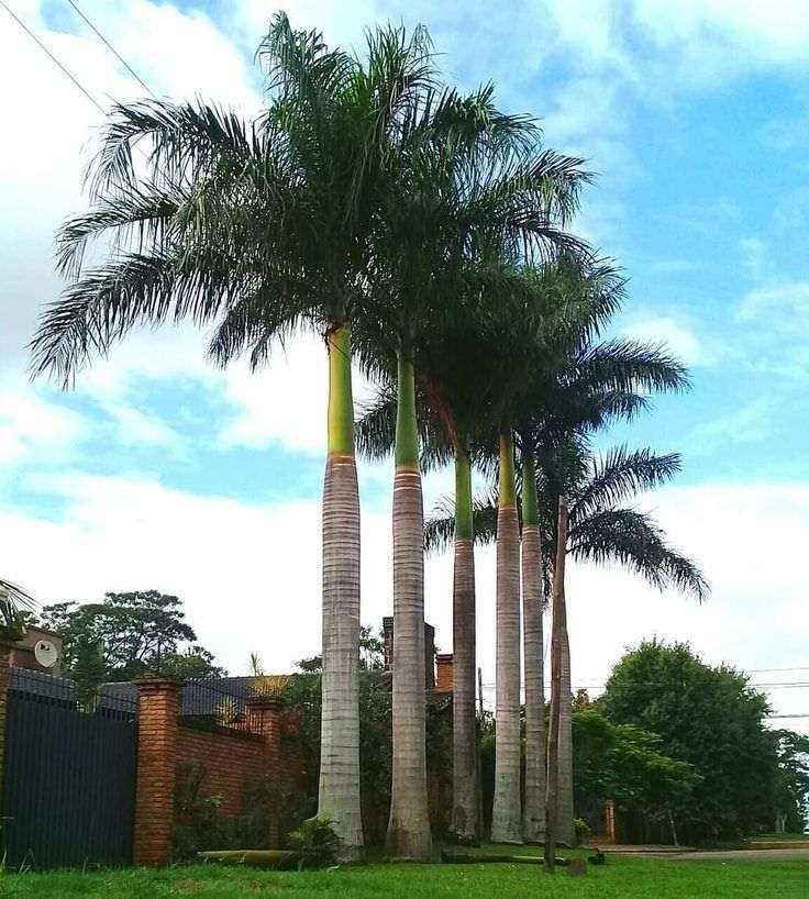 : النخيل الملكي، النخيل الملكي الكوبي، النخيل الملكي الإسباني، Cuban Royal Palm، Royal Palm