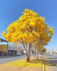 – Ipê-amarelo – Golden Trumpet Tree – Silver Trumpet Tree – Caribbean Trumpet Tree – Tabebuia aureaمن أسمائها المتداولة : تابوبيا أرجنتا – تابوبيا صفراء – شجرة البوق الذهبية – تابوبيا ذهبية