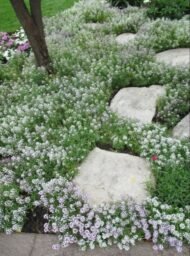 🌿 اليسم – Alyssum الاسم العلمي: Lobularia maritima (L.) Desv. الاسم التجاري الشائع: Alyssum من أسمائها المتداولة: اليسم – أليسم – اليسم البحري – زهرة اليسم – Sweet Alyssum – Sweet Alyssum White – Alyssum