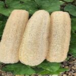 – Sponge Gourd – Vegetable Sponge – Smooth Luffa – Egyptian Luffa – Luffa cylindricaمن أسمائها المتداولة: اللوف – لوفة – ليف الحمام – الليف الإسفنجي – الليف النباتي – الخيار الإسفنجي