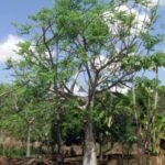 – African Moringa – Cabbage Tree – Moringa stenopetalaمن أسمائها المتداولة : المورينجا البيضاء – مورينجا بيضاء – المورينجا الأفريقية – المورينجا الكينية – شجرة المورينجا