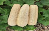 – Sponge Gourd – Vegetable Sponge – Smooth Luffa – Egyptian Luffa – Luffa cylindricaمن أسمائها المتداولة: اللوف – لوفة – ليف الحمام – الليف الإسفنجي – الليف النباتي – الخيار الإسفنجي
