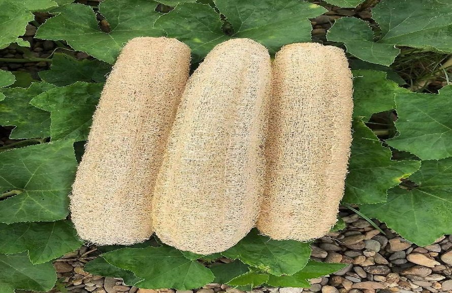 – Sponge Gourd – Vegetable Sponge – Smooth Luffa – Egyptian Luffa – Luffa cylindricaمن أسمائها المتداولة: اللوف – لوفة – ليف الحمام – الليف الإسفنجي – الليف النباتي – الخيار الإسفنجي