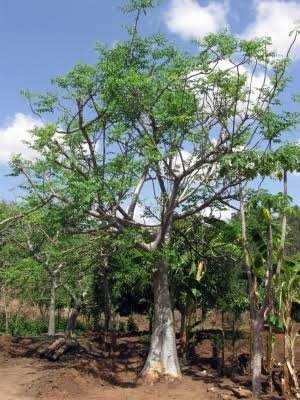 – African Moringa – Cabbage Tree – Moringa stenopetalaمن أسمائها المتداولة : المورينجا البيضاء – مورينجا بيضاء – المورينجا الأفريقية – المورينجا الكينية – شجرة المورينجا
