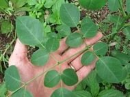 – African Moringa – Cabbage Tree – Moringa stenopetalaمن أسمائها المتداولة : المورينجا البيضاء – مورينجا بيضاء – المورينجا الأفريقية – المورينجا الكينية – شجرة المورينجا