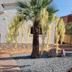 من أسمائها المتداولة: النخيل الأزرق المكسيكي، براهيا زرقاء، Mexican Blue Palm، Blue Hesper Palm