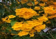 – Ipê-amarelo – Golden Trumpet Tree – Silver Trumpet Tree – Caribbean Trumpet Tree – Tabebuia aureaمن أسمائها المتداولة : تابوبيا أرجنتا – تابوبيا صفراء – شجرة البوق الذهبية – تابوبيا ذهبية