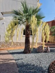 من أسمائها المتداولة: النخيل الأزرق المكسيكي، براهيا زرقاء، Mexican Blue Palm، Blue Hesper Palm