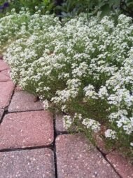 🌿 اليسم – Alyssum الاسم العلمي: Lobularia maritima (L.) Desv. الاسم التجاري الشائع: Alyssum من أسمائها المتداولة: اليسم – أليسم – اليسم البحري – زهرة اليسم – Sweet Alyssum – Sweet Alyssum White – Alyssum
