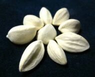 – African Moringa – Cabbage Tree – Moringa stenopetalaمن أسمائها المتداولة : المورينجا البيضاء – مورينجا بيضاء – المورينجا الأفريقية – المورينجا الكينية – شجرة المورينجا