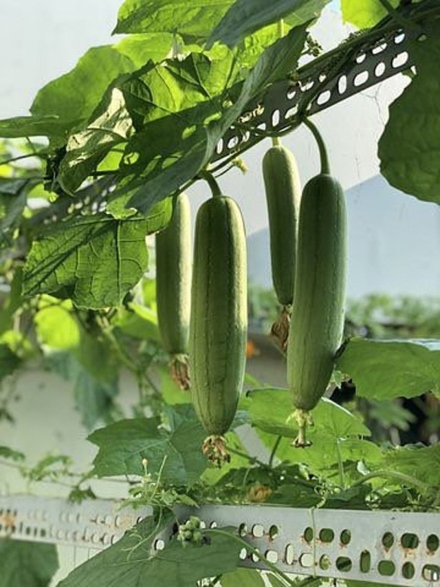 – Sponge Gourd – Vegetable Sponge – Smooth Luffa – Egyptian Luffa – Luffa cylindricaمن أسمائها المتداولة: اللوف – لوفة – ليف الحمام – الليف الإسفنجي – الليف النباتي – الخيار الإسفنجي