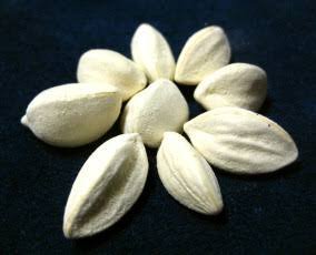 – African Moringa – Cabbage Tree – Moringa stenopetalaمن أسمائها المتداولة : المورينجا البيضاء – مورينجا بيضاء – المورينجا الأفريقية – المورينجا الكينية – شجرة المورينجا