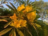 – Ipê-amarelo – Golden Trumpet Tree – Silver Trumpet Tree – Caribbean Trumpet Tree – Tabebuia aureaمن أسمائها المتداولة : تابوبيا أرجنتا – تابوبيا صفراء – شجرة البوق الذهبية – تابوبيا ذهبية