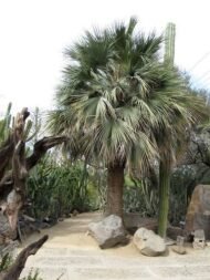 من أسمائها المتداولة: النخيل الأزرق المكسيكي، براهيا زرقاء، Mexican Blue Palm، Blue Hesper Palm