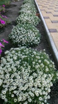 🌿 اليسم – Alyssum الاسم العلمي: Lobularia maritima (L.) Desv. الاسم التجاري الشائع: Alyssum من أسمائها المتداولة: اليسم – أليسم – اليسم البحري – زهرة اليسم – Sweet Alyssum – Sweet Alyssum White – Alyssum