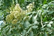 – African Moringa – Cabbage Tree – Moringa stenopetalaمن أسمائها المتداولة : المورينجا البيضاء – مورينجا بيضاء – المورينجا الأفريقية – المورينجا الكينية – شجرة المورينجا