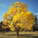 – Ipê-amarelo – Golden Trumpet Tree – Silver Trumpet Tree – Caribbean Trumpet Tree – Tabebuia aureaمن أسمائها المتداولة : تابوبيا أرجنتا – تابوبيا صفراء – شجرة البوق الذهبية – تابوبيا ذهبية