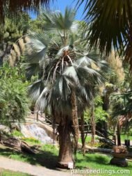 من أسمائها المتداولة: النخيل الأزرق المكسيكي، براهيا زرقاء، Mexican Blue Palm، Blue Hesper Palm