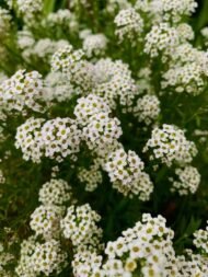 🌿 اليسم – Alyssum الاسم العلمي: Lobularia maritima (L.) Desv. الاسم التجاري الشائع: Alyssum من أسمائها المتداولة: اليسم – أليسم – اليسم البحري – زهرة اليسم – Sweet Alyssum – Sweet Alyssum White – Alyssum