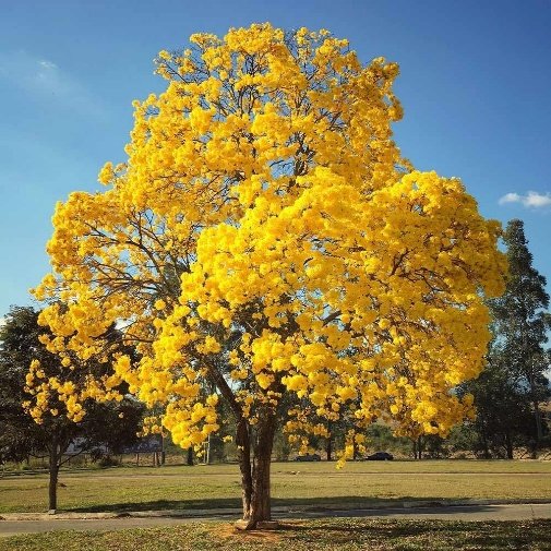 – Ipê-amarelo – Golden Trumpet Tree – Silver Trumpet Tree – Caribbean Trumpet Tree – Tabebuia aureaمن أسمائها المتداولة : تابوبيا أرجنتا – تابوبيا صفراء – شجرة البوق الذهبية – تابوبيا ذهبية