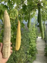 – Sponge Gourd – Vegetable Sponge – Smooth Luffa – Egyptian Luffa – Luffa cylindricaمن أسمائها المتداولة: اللوف – لوفة – ليف الحمام – الليف الإسفنجي – الليف النباتي – الخيار الإسفنجي