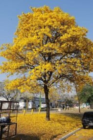 – Ipê-amarelo – Golden Trumpet Tree – Silver Trumpet Tree – Caribbean Trumpet Tree – Tabebuia aureaمن أسمائها المتداولة : تابوبيا أرجنتا – تابوبيا صفراء – شجرة البوق الذهبية – تابوبيا ذهبية