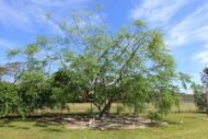 – African Moringa – Cabbage Tree – Moringa stenopetalaمن أسمائها المتداولة : المورينجا البيضاء – مورينجا بيضاء – المورينجا الأفريقية – المورينجا الكينية – شجرة المورينجا