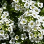 🌿 اليسم – Alyssum الاسم العلمي: Lobularia maritima (L.) Desv. الاسم التجاري الشائع: Alyssum من أسمائها المتداولة: اليسم – أليسم – اليسم البحري – زهرة اليسم – Sweet Alyssum – Sweet Alyssum White – Alyssum