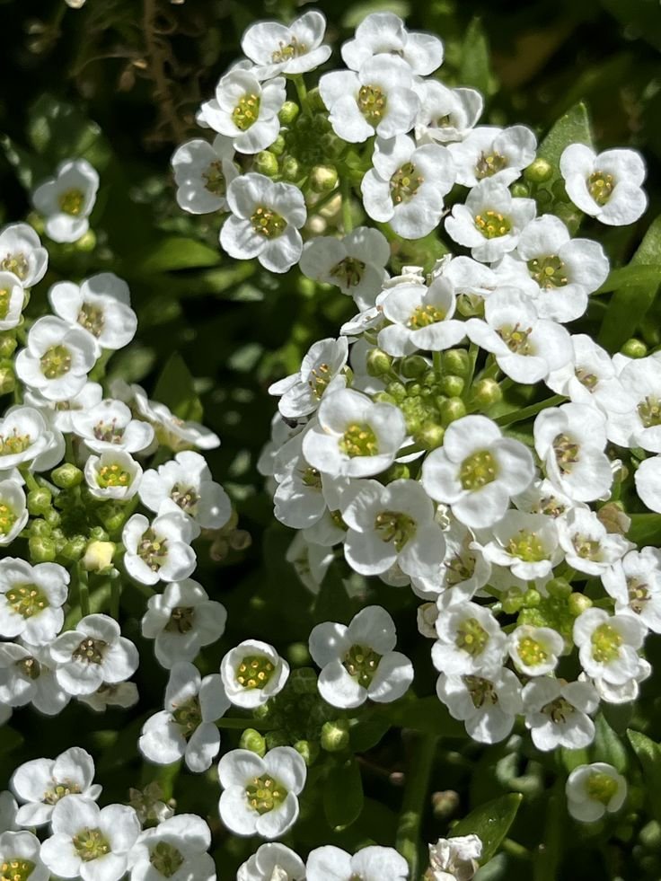 🌿 اليسم – Alyssum الاسم العلمي: Lobularia maritima (L.) Desv. الاسم التجاري الشائع: Alyssum من أسمائها المتداولة: اليسم – أليسم – اليسم البحري – زهرة اليسم – Sweet Alyssum – Sweet Alyssum White – Alyssum