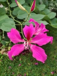 ⁦🌿بذور بوهينا خف الجمل البنفسجي – Bauhinia purpurea⁩ - الصورة ⁦6⁩