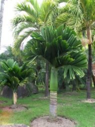 من أسمائها المتداولة: نخيل الأريكا، نخيل جوز الفوفل، نخيل التنبول، Areca Palm، Betel Nut Palm