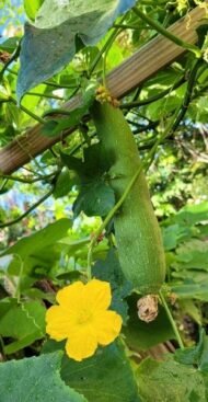 – Sponge Gourd – Vegetable Sponge – Smooth Luffa – Egyptian Luffa – Luffa cylindricaمن أسمائها المتداولة: اللوف – لوفة – ليف الحمام – الليف الإسفنجي – الليف النباتي – الخيار الإسفنجي