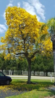 – Ipê-amarelo – Golden Trumpet Tree – Silver Trumpet Tree – Caribbean Trumpet Tree – Tabebuia aureaمن أسمائها المتداولة : تابوبيا أرجنتا – تابوبيا صفراء – شجرة البوق الذهبية – تابوبيا ذهبية
