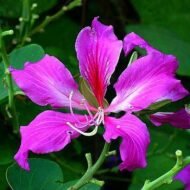 – Purple Orchid Tree – Butterfly Tree – Camel's Foot Tree – Bauhinia purpureaمن أسمائها المتداولة: بوهينا خف الجمل البنفسجي – خف الجمل البنفسجي – شجرة الأوركيد البنفسجية – زهرة الأوركيد الكاذبة